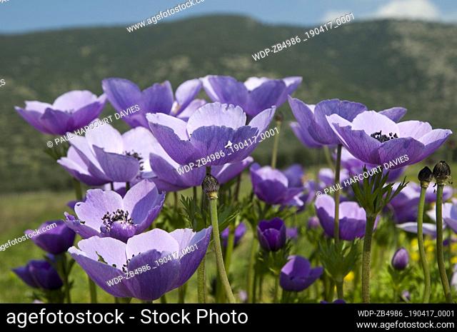 Display of wild purple anemones